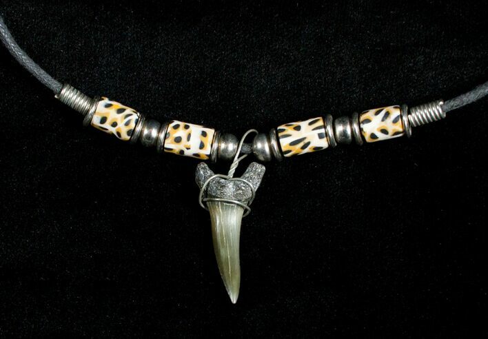Fossil Sand Tiger Shark Tooth Necklace #3539